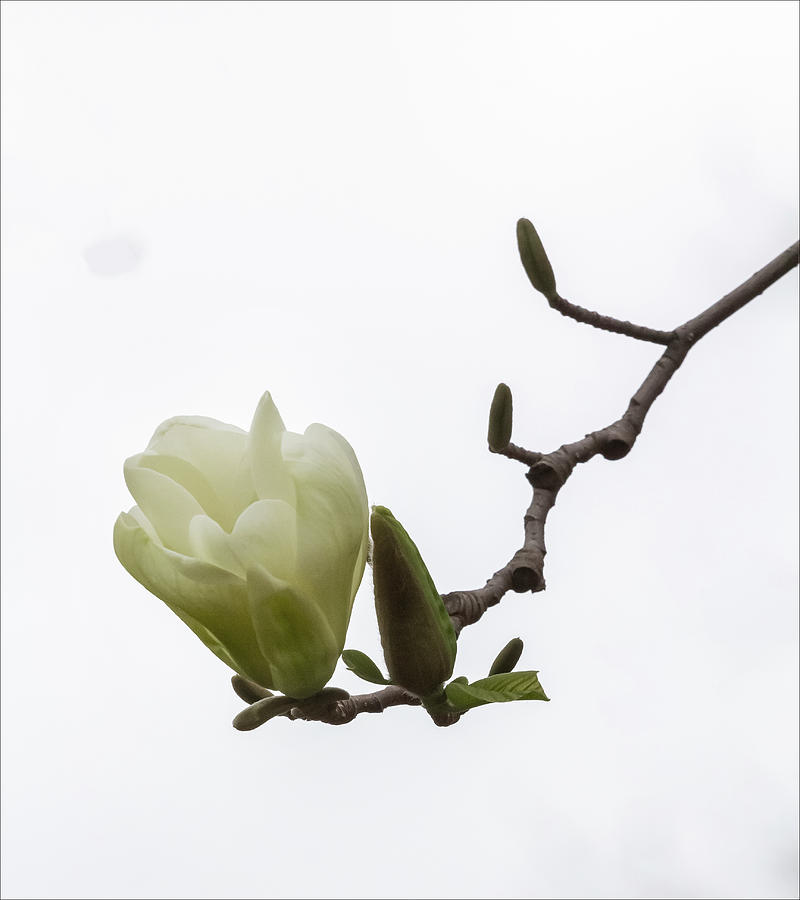 Magnolia Blossom #63 Photograph by Robert Ullmann