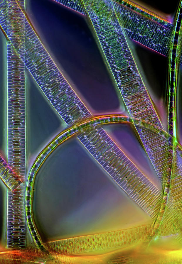 Diatoms And Filamentous Green Algae, Lm Photograph by Marek Mis