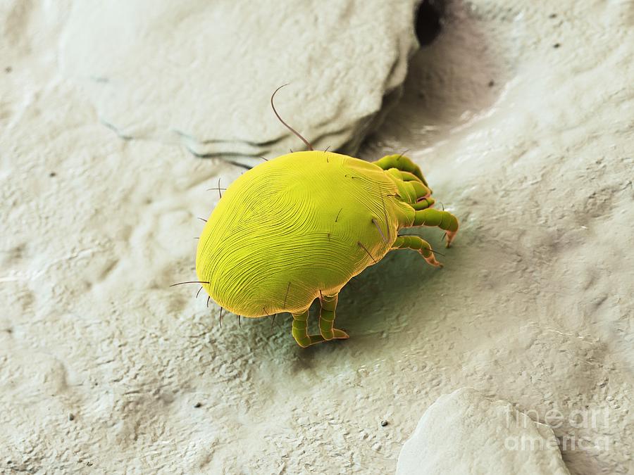 Dust Mite #64 Photograph by Sebastian Kaulitzki/science Photo Library