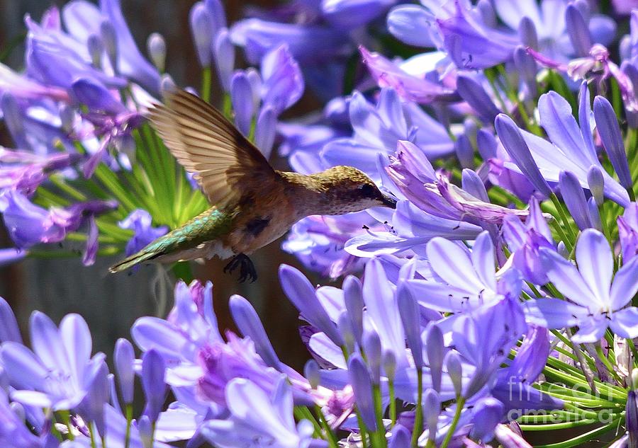Hummingbird #64 Photograph by Marc Bittan