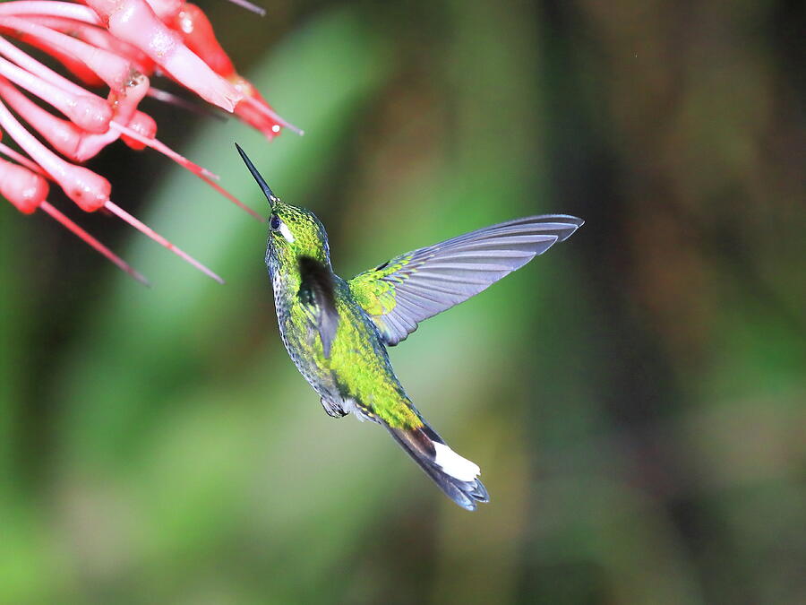 Hummingbird of Ecuador, EI Photograph by Alex Nikitsin - Fine Art America