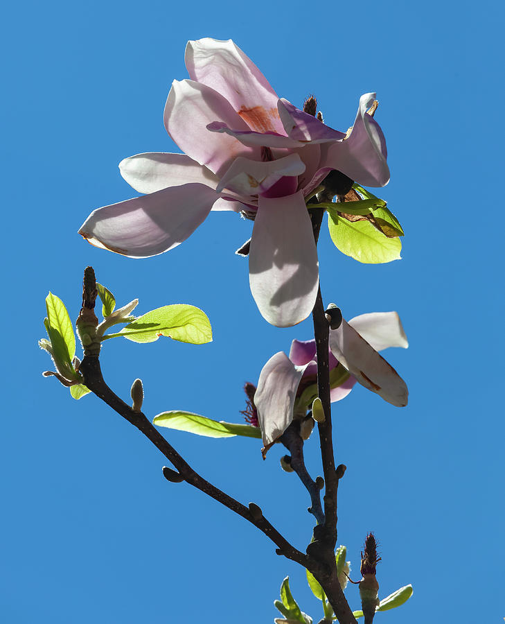 Magnolia Blossom #64 Photograph by Robert Ullmann