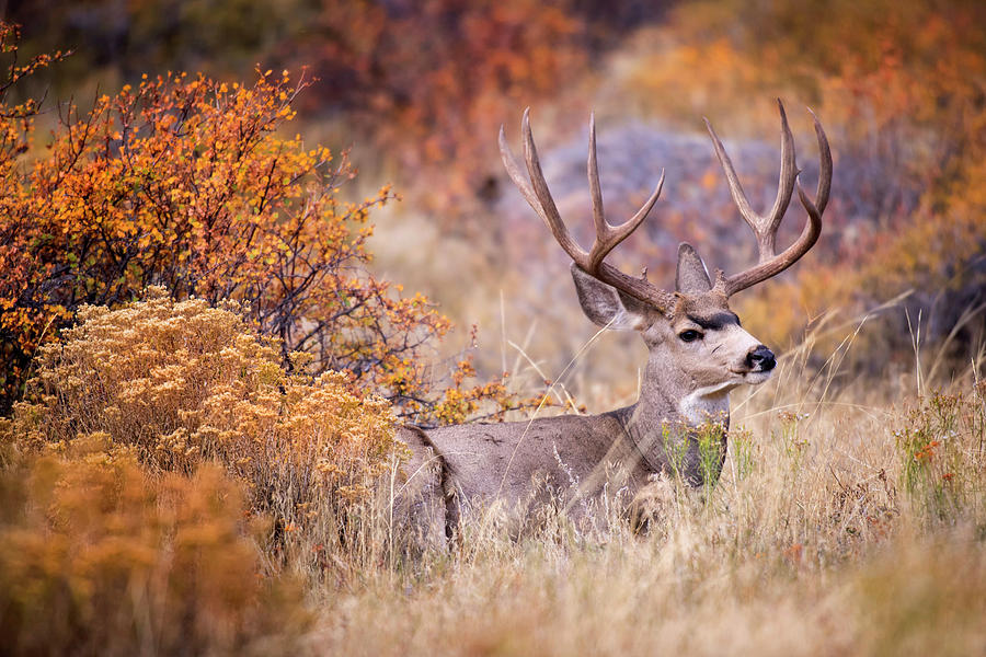 USA, Colorado, Rocky Mountain National Photograph by Jaynes Gallery ...