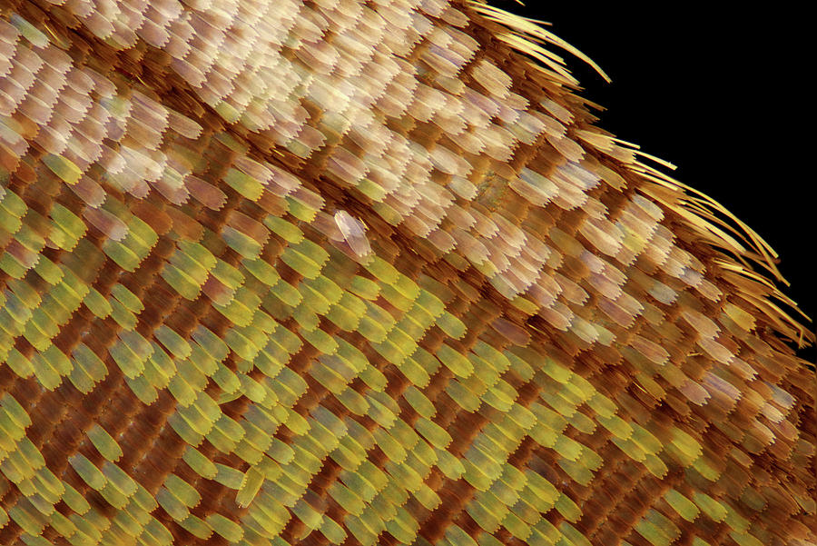 Butterfly Wing Scales, Lm #2 Photograph by Marek Mis