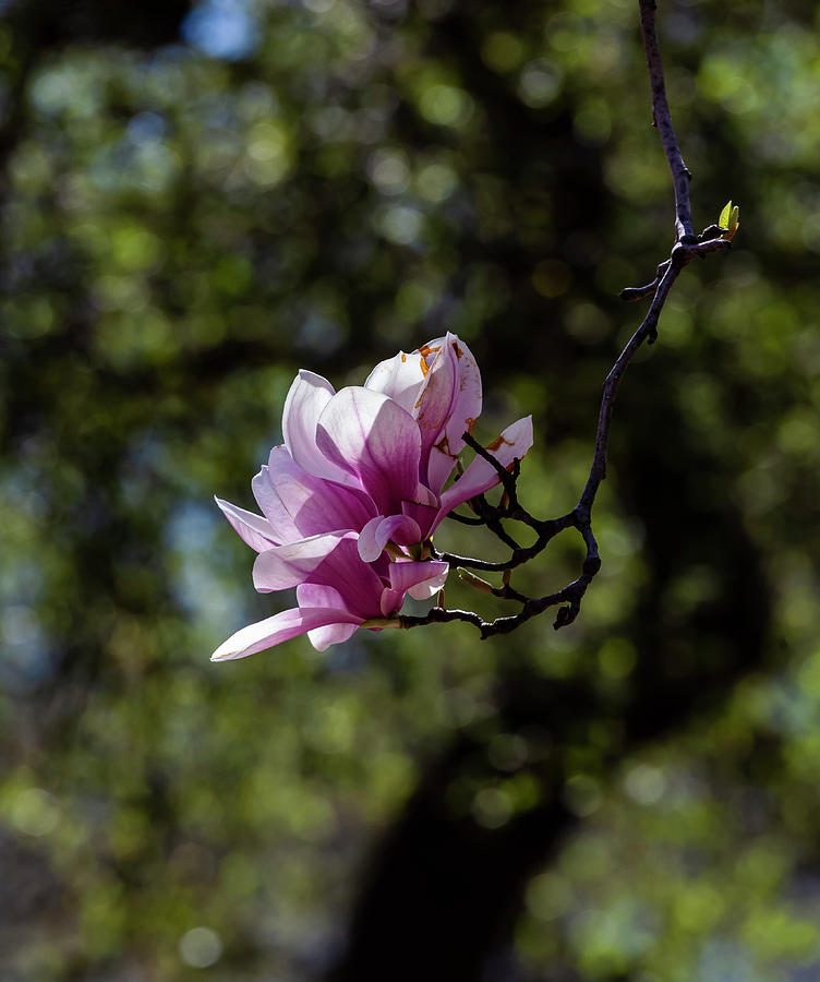 Magnolia Blossom #65 Photograph by Robert Ullmann