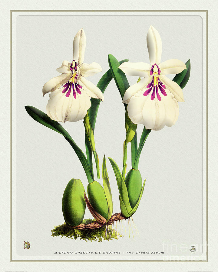Orchid Vintage Print On Tinted Paperboard Digital Art