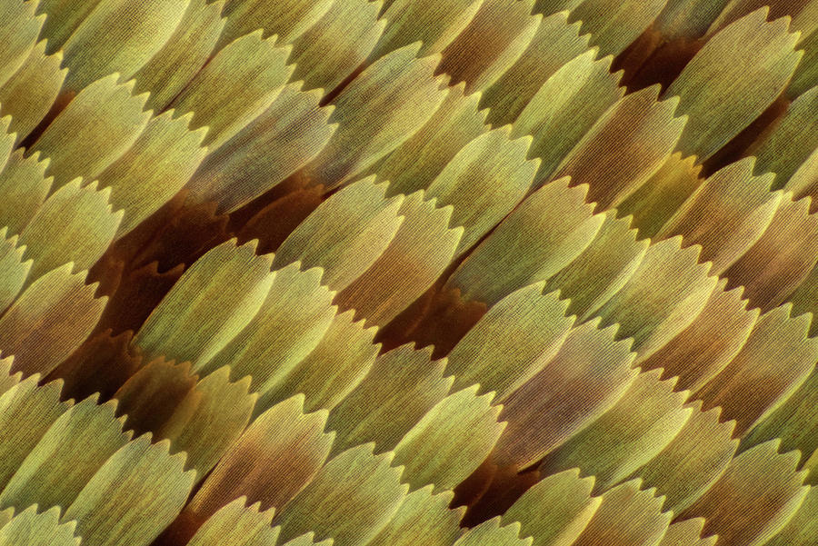 Butterfly Wing Scales, Lm #1 Photograph by MArek Mis