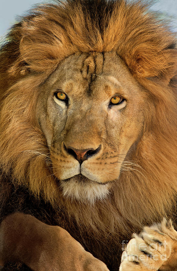656250006 african lion panthera leo wildlife rescue by Dave Welling 656250006 african lion panthera leo wildlife rescue by Dave Welling