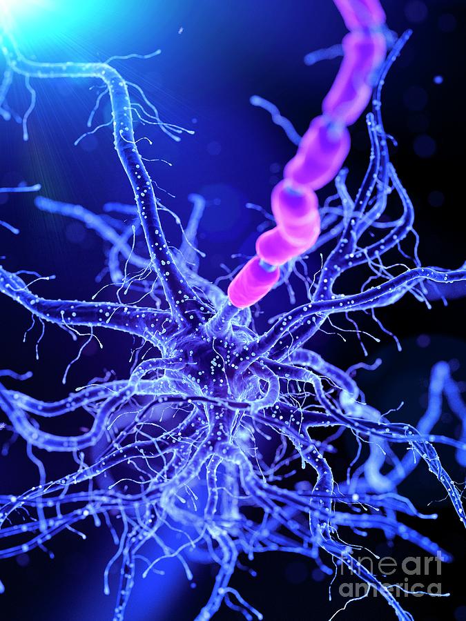 Illustration Of A Human Nerve Cell #66 Photograph by Sebastian Kaulitzki/science Photo Library