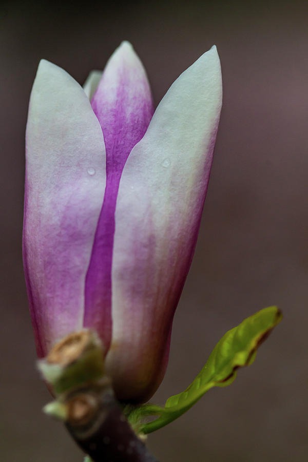 Magnolia Blossom #66 Photograph by Robert Ullmann