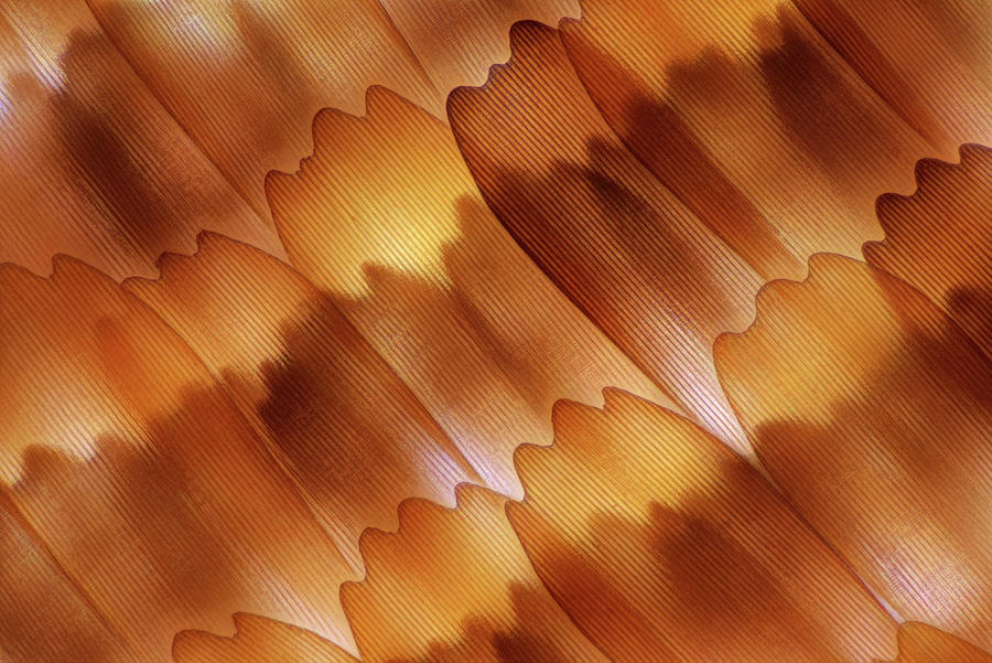 Butterfly Wing Scales, Lm #3 Photograph by Marek Mis