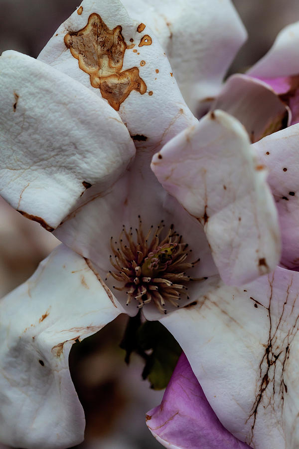 Magnolia Blossom #67 Photograph by Robert Ullmann