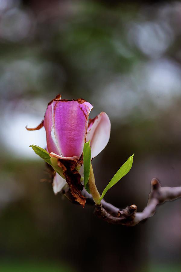 Magnolia Blossom #68 Photograph by Robert Ullmann