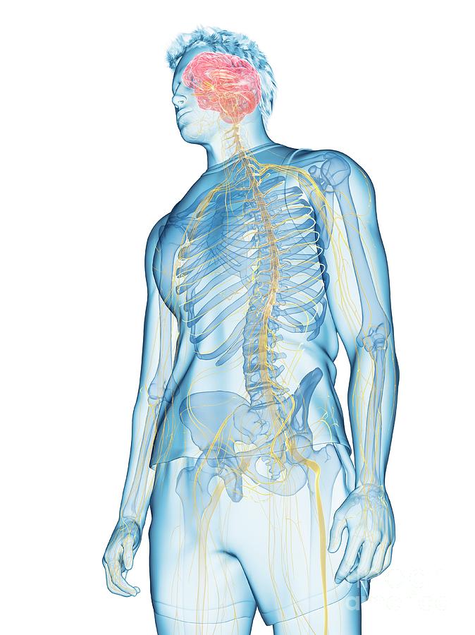 Nervous System #68 Photograph by Sebastian Kaulitzki/science Photo ...