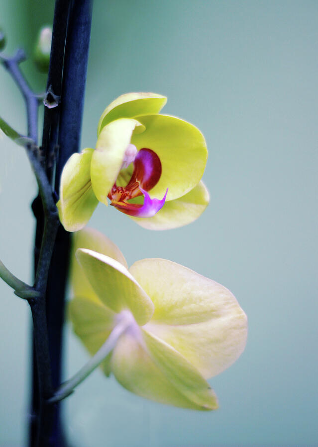 Orchid Duet Photograph by Jessica Jenney