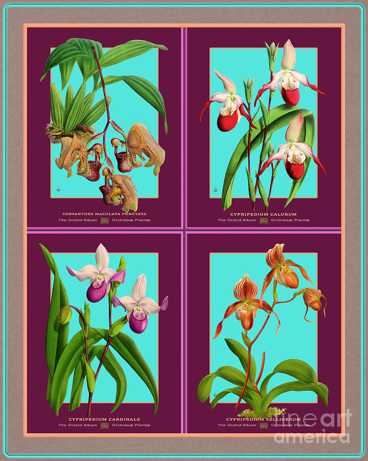 Collage Vintage Orchids Quatro Mixed Media