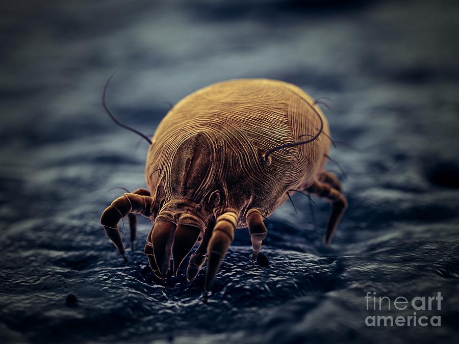 3d Photograph - Dust Mite by Sebastian Kaulitzki/science Photo Library 3d Photograph - Dust Mite by Sebastian Kaulitzki/science Photo Library