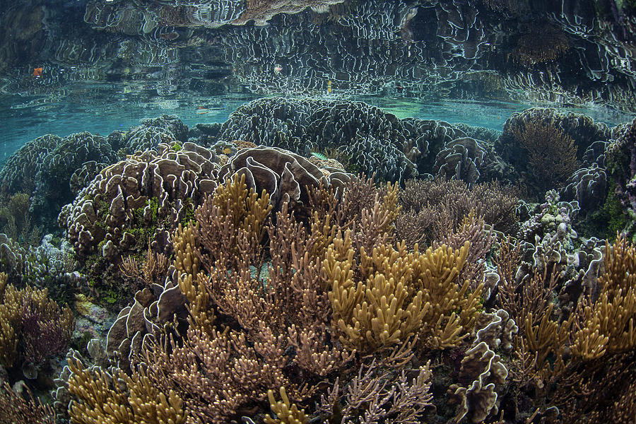 A Beautiful Coral Reef Grows Amid #7 Photograph by Ethan Daniels
