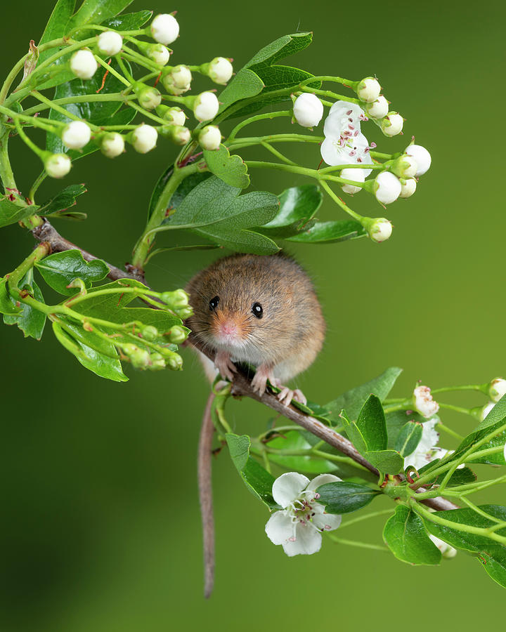 Adorable Cute Harvest Mice Micromys Minutus On White Flower Foli Photograph