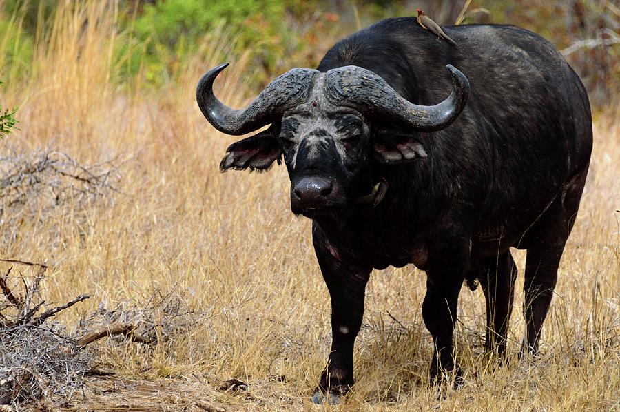 African Buffalo, Affalo, Nyati, Mbogo Photograph by Roger De La Harpe ...