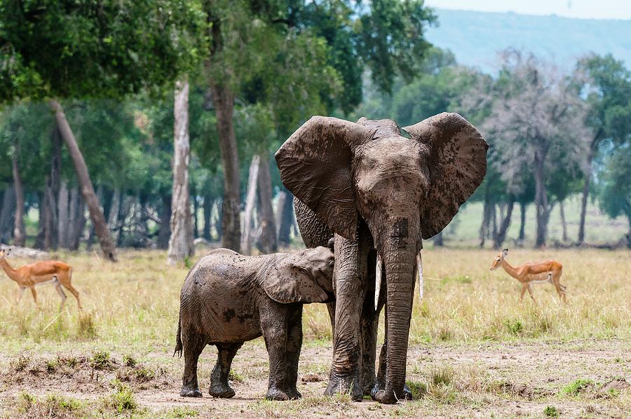 African Elephant In Kenya Photograph by Jacana Stock - Fine Art America