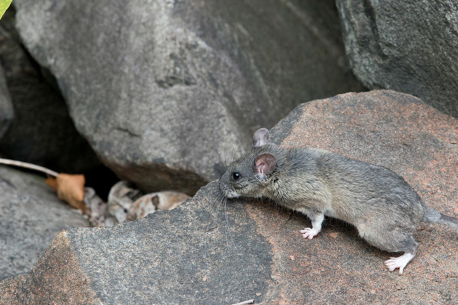 Allegheny Woodrat Neotoma Magister #7 Photograph by David Kenny