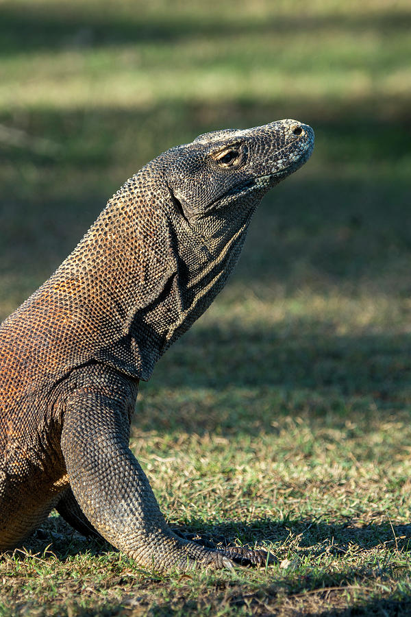 An Endemic Komodo Dragon (varanus Photograph by Wolfgang Kaehler - Fine ...