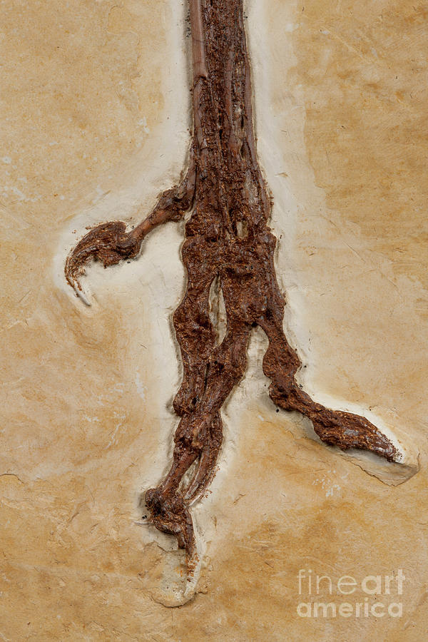 Prehistoric Photograph - Archaeopteryx Fossil #7 by Pascal Goetgheluck/science Photo Library