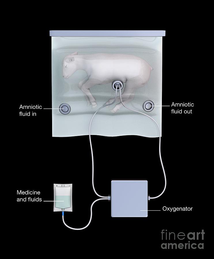 Sheep Photograph - Artificial Uterus With Lamb Foetus #7 by Mikkel Juul Jensen / Science Photo Library