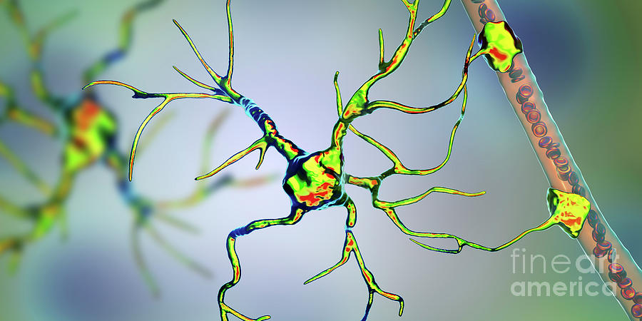 Astrocyte And Blood Vessel #7 Photograph by Kateryna Kon/science Photo Library
