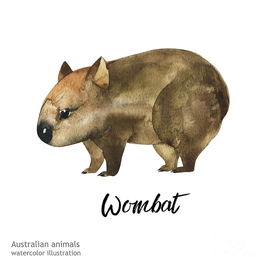 Forest Digital Art - Australian Animals Watercolor by Kat branches