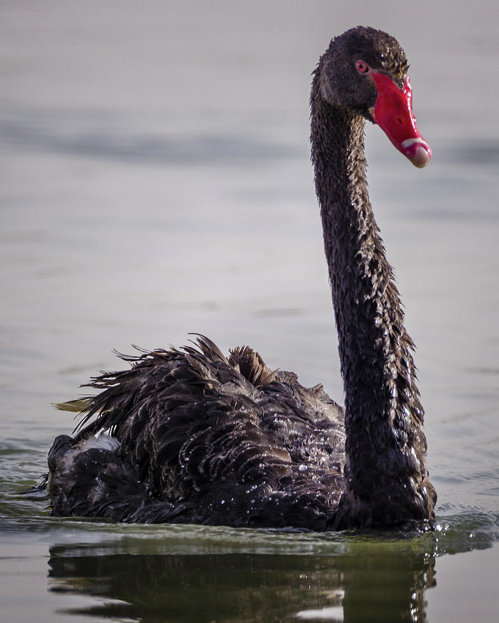 Australian Black Swan Zhangye Wetland Park Gansu China #7 Photograph by Adam Rainoff