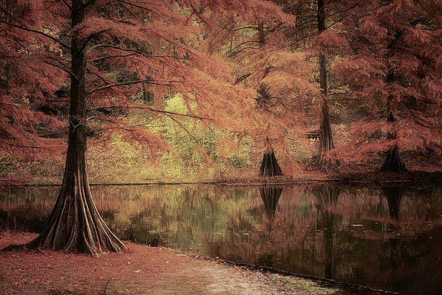 Autumn Dream #7 Photograph by Saskia Dingemans