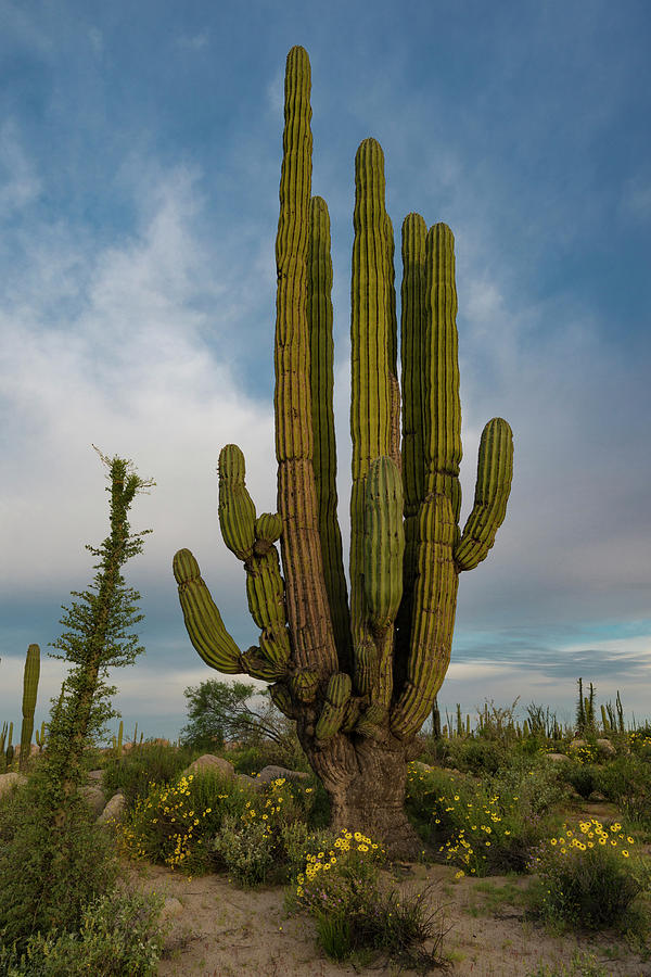 Desert Photograph - Baja California, Mexico #7 by Judith Zimmerman