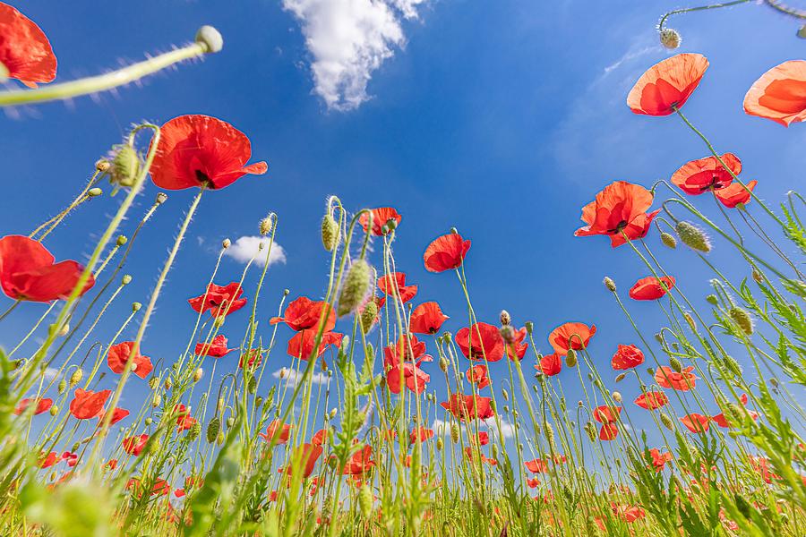 Poppy Photograph - Beautiful Summer Meadow Nature. Spring #7 by Levente Bodo