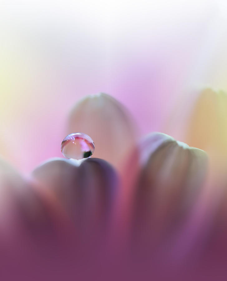 Daisy Photograph - Beautiful Violet Nature #7 by Juliana Nan