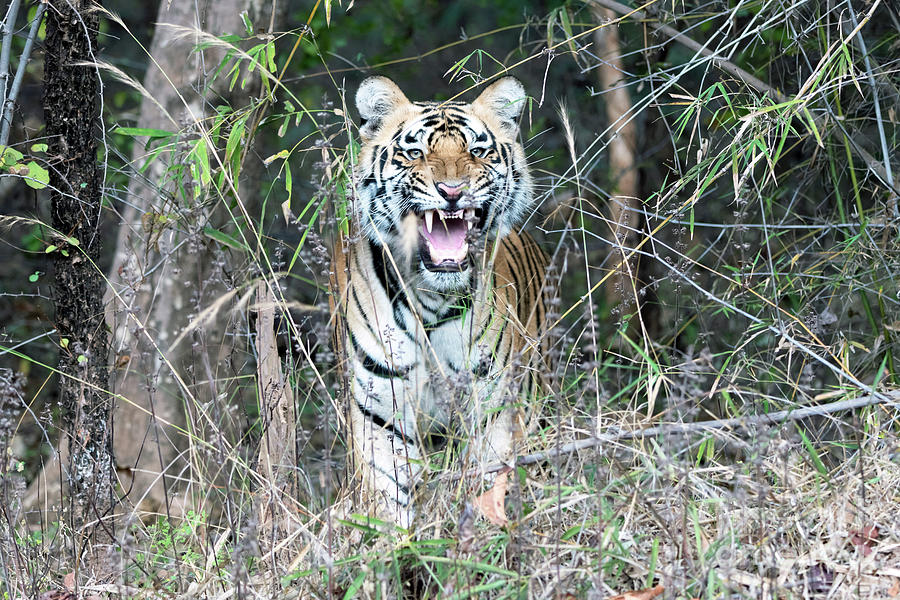 Bengal Tiger Photograph by Dr P. Marazzi/science Photo Library - Fine ...