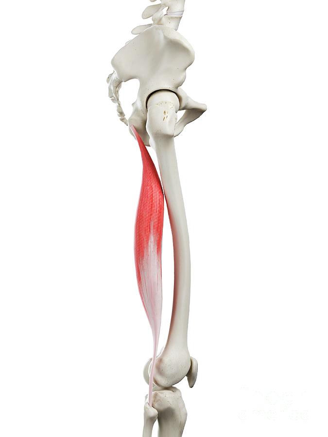 Biceps Femoris Longus Muscle Photograph by Sebastian Kaulitzki/science ...