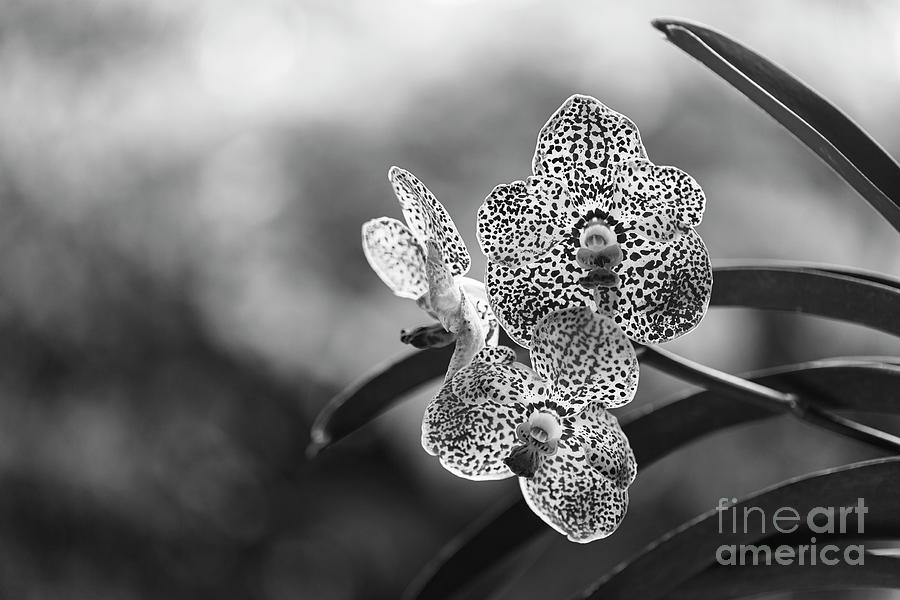 Black Spotted Vanda Orchid Flowers #7 Photograph by Raul Rodriguez