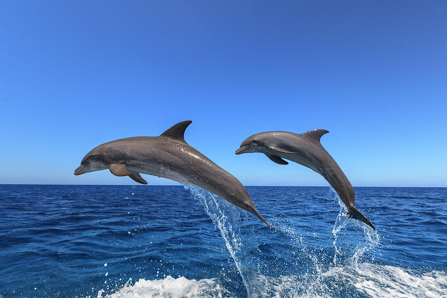 Wildlife Photograph - Bottlenose Dolphins, Caribbean Sea #7 by Stuart Westmorland
