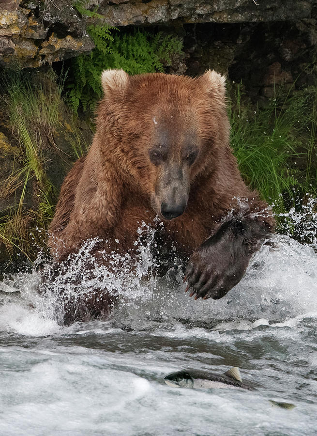 Brown Bear Catching Salmon At Brooks Photograph by Keren Su - Fine Art ...