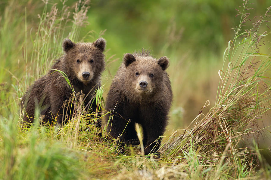 Brown Bear, Katmai National Park, Alaska #7 Photograph by Paul Souders