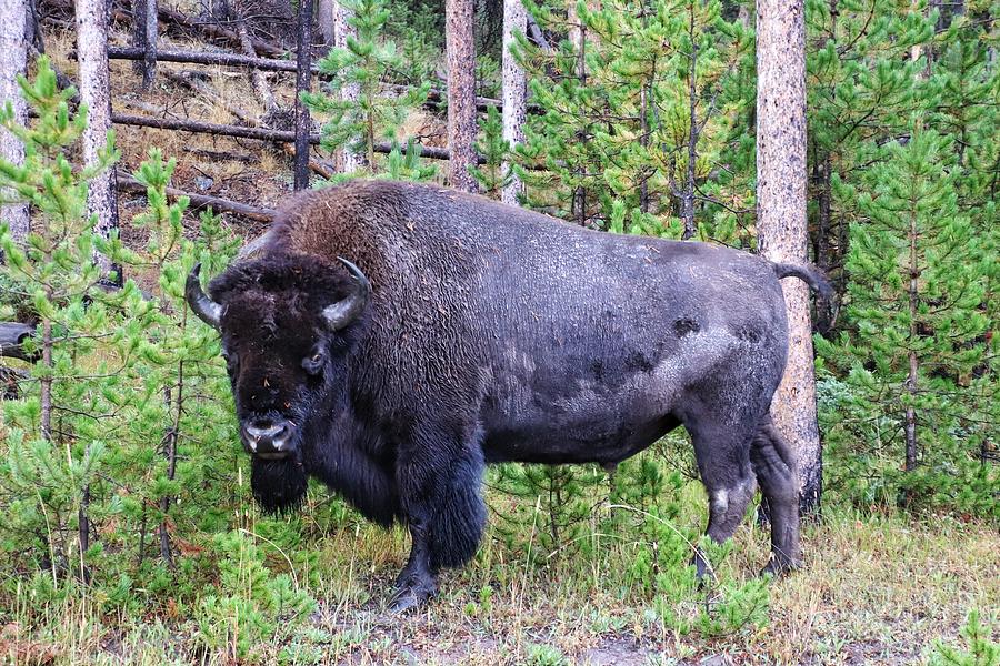 Buffalo at Yellowstone National Park #7 Photograph by Susan Jensen