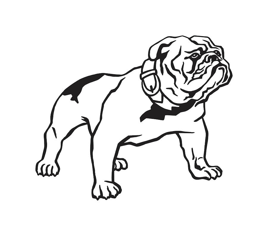 Black And White Drawing - Bulldog #7 by CSA Images