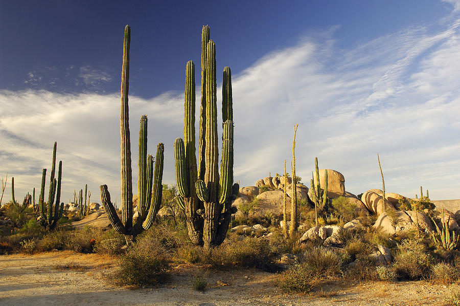 Cacti & Rocks, Baja California, Mexico #7 Digital Art by Heeb Photos