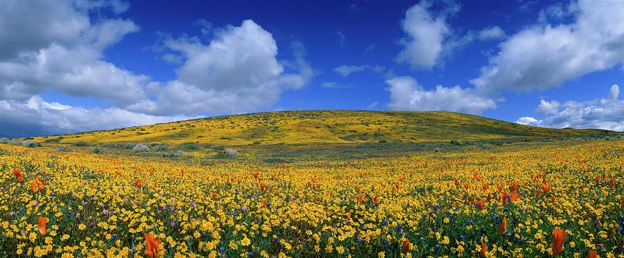 California Golden Poppies Eschscholzia #7 Photograph by Panoramic Images