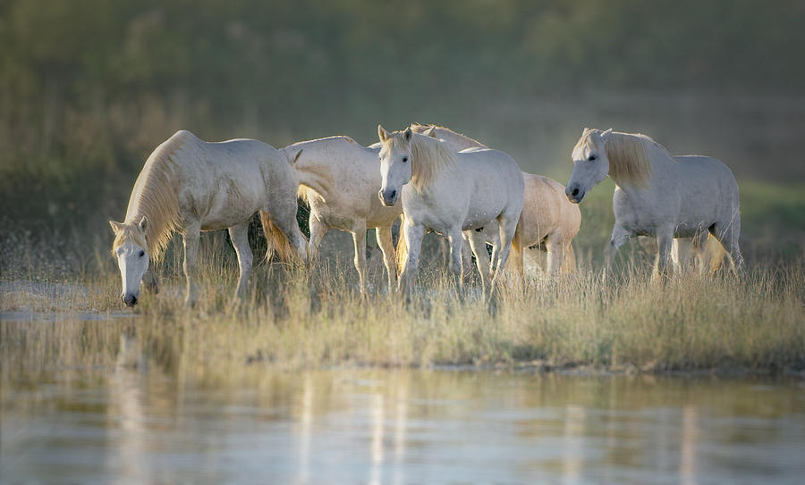 Horse Photograph - Camargue Horses #7 by Isabelle Dupont