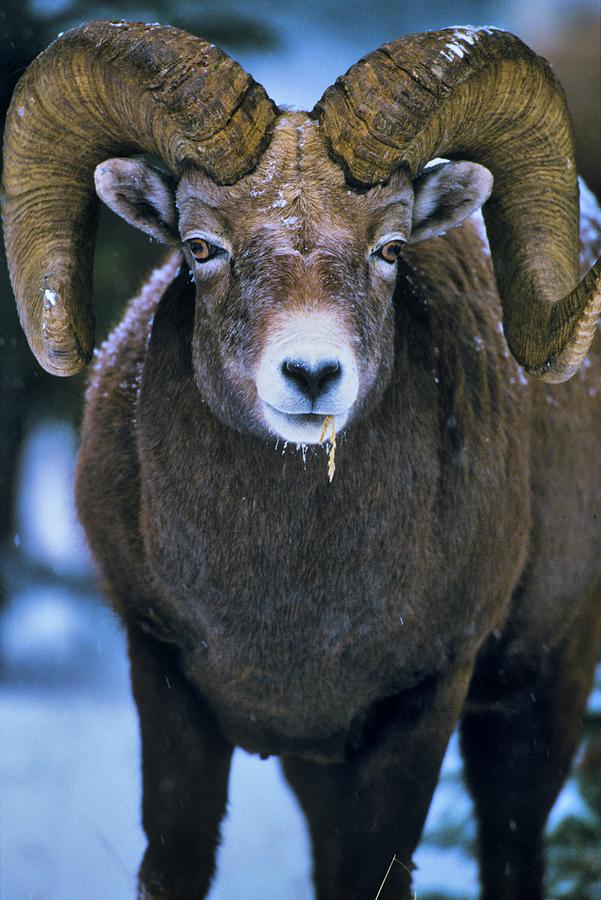 Canada, Alberta, Rocky Mountains #7 Photograph by Don White Canada, Alberta, Rocky Mountains #7 Photograph by Don White