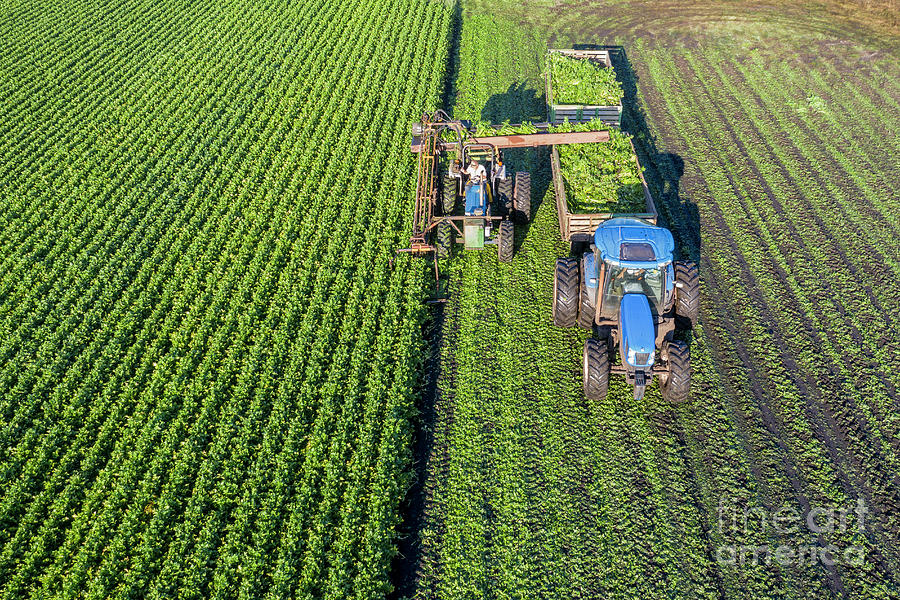 Celery Farming #7 Photograph by Jim West/science Photo Library