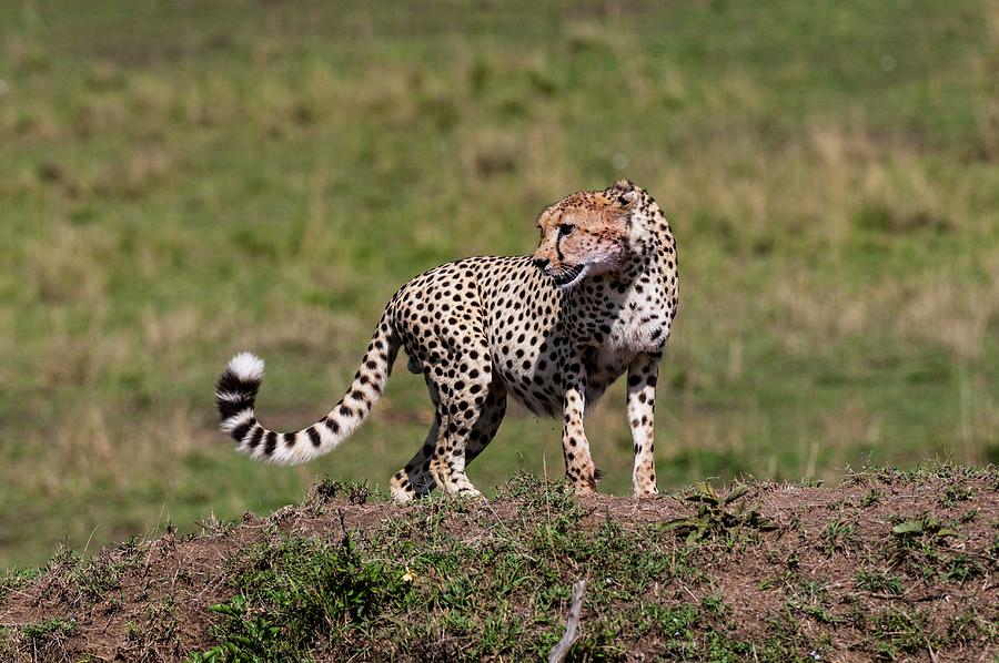 Cheetah #7 Digital Art by Jacana Stock